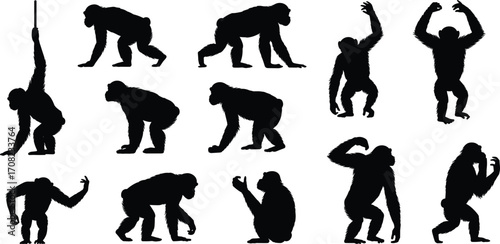 Chimpanzee silhoueg motion, sitting gesture, arm movement, black figures, animal behavior, vector illustration, editable clipart, dynamic stance, natural posture, ape anatomy, wildlife icon