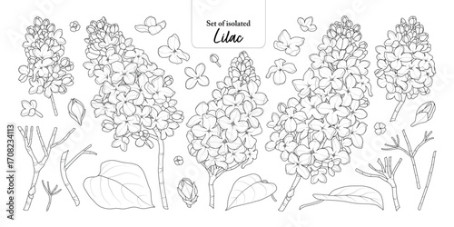 Lilac flower branches set isolated on transparent background, Botanical illustration in black outline and white plain hand-drawn style.