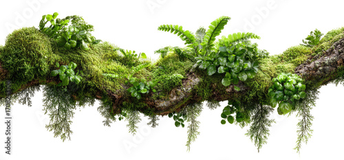Lush green moss and ferns on a branch