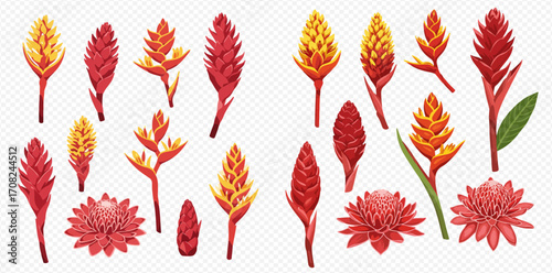 A vibrant collection of tropical ginger and heliconia flowers in various shades of red, orange, and yellow, presented as botanical illustrations.