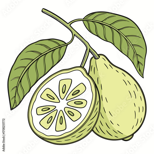 Hand drawn citrus fruit with leaves and sliced half, botanical illustration for organic food, natural health, essential oil, tea and herbal medicine concepts