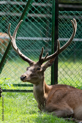 Fototapeta Naklejka Na Ścianę i Meble -  jeleń z ogromnym porożem siedzący an trawie w puszczy białowieskiej w rezerwacie