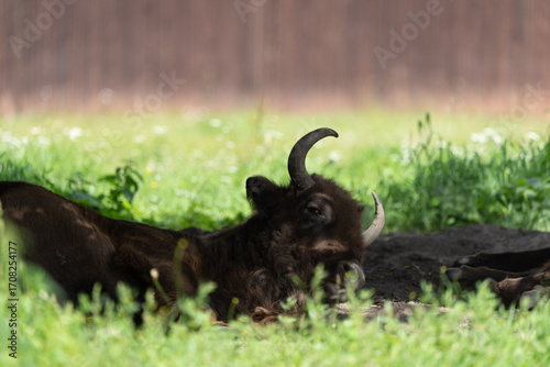 żubr leżący w trawie w puszczy białowieskiej w rezerwacie
