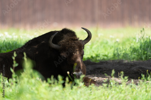 żubr leżący w trawie w puszczy białowieskiej w rezerwacie