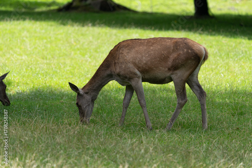pasące się zwierze, jeleń, łania, w puszczy białowieskiej