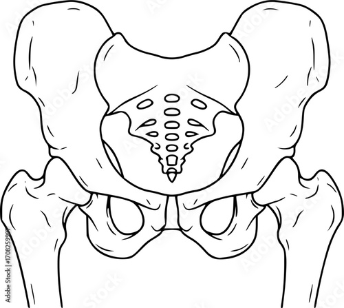Human pelvis anatomy outline vector illustration hip bone structure medical graphic