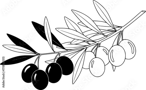 Olive branch with green and black olives illustration mediterranean diet ingredient organic food element agriculture vector