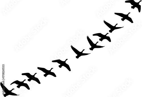 Silhouette flock of geese flying in v formation wild birds migration nature wildlife vector