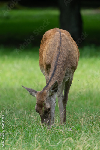 Fototapeta Naklejka Na Ścianę i Meble -  pasące się zwierze, jeleń, łania, w puszczy białowieskiej
