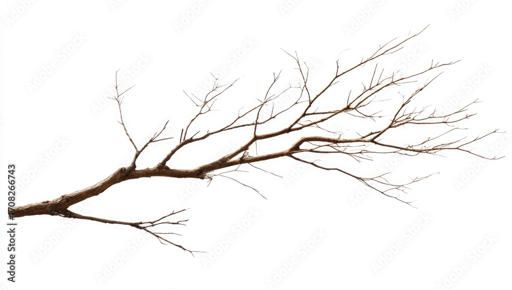 Obraz premium Bare tree branch against white background