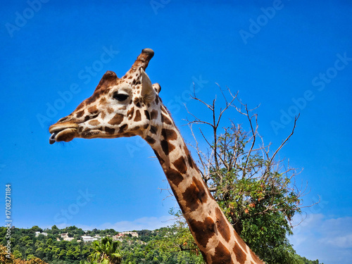 Giraffe im krger park. Beautiful cute long necked giraffe with brown spots follows mom. Giraffe sticking its tongue out. With space for text. Giraffe head with saad face on sky background.