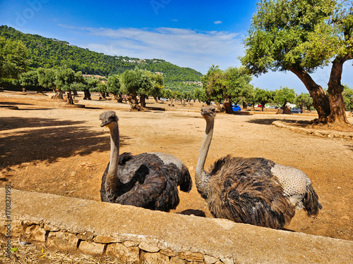 An ostrich stands behind a fence on the ground. Autumn walk in the woods. Funny big birds of ostriches walking in the open space in a pen on the farm. Ground in the background.   .