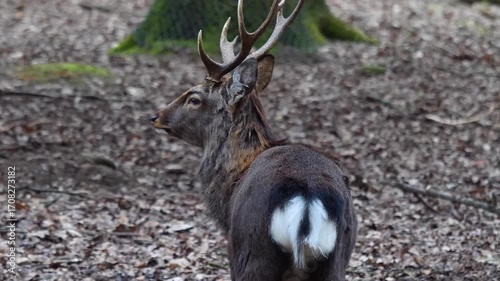 Close up view of male sika deer buck looking around in the forest on a cloudy autum day