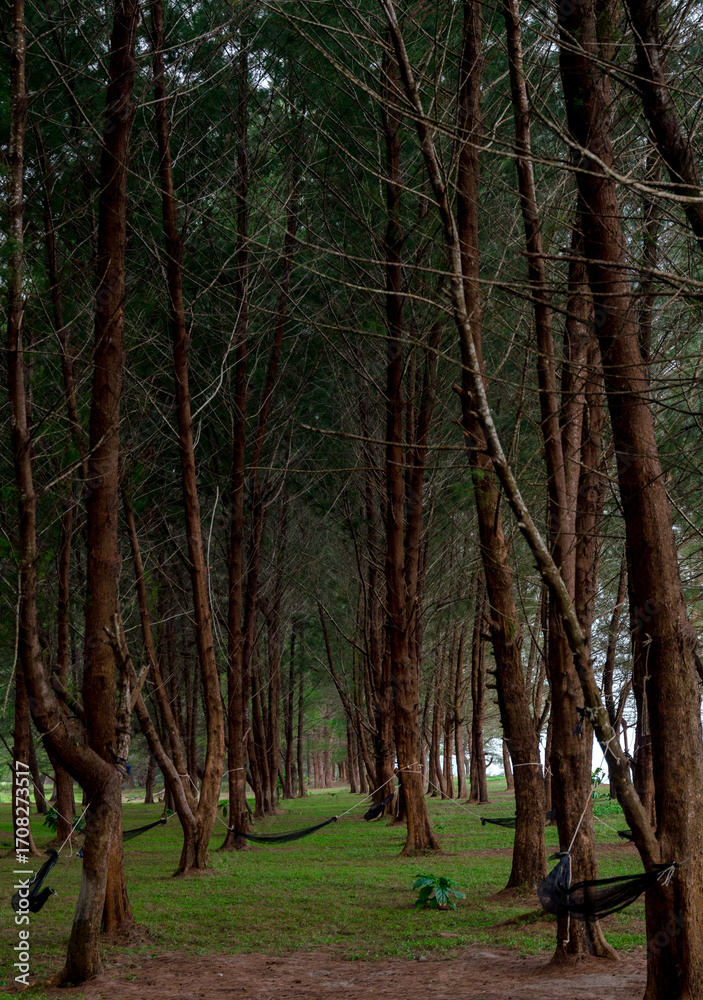 Fototapeta premium trees in the woods