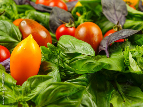 Fototapeta Naklejka Na Ścianę i Meble -  Yellow and red cherry tomatoes lie on the purple and green basil leaves, side view. 