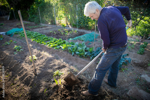 70 year old man cultivating vegetables in his garden with a shovel. Sun flare, background with copy space.