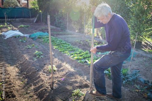 70 year old man cultivating vegetables in his garden with a shovel. Sun flare, background with copy space.