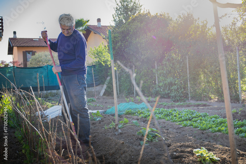 70 year old man cultivating vegetables in his garden with a shovel. flare and light leaks.
