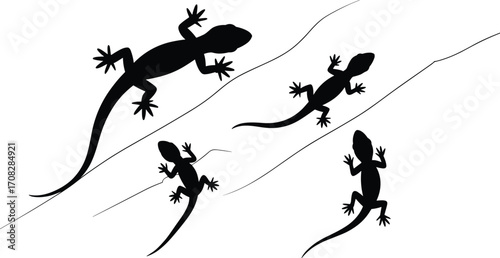 Silhouette of geckos on white background, isolated reptile lizard illustration, wildlife animal design, crawling geckos vector, black