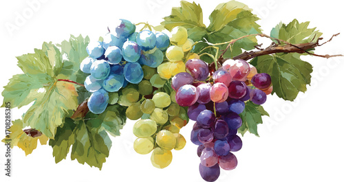 Red grapes fruit vine fresh grapes vineyard grape leaves healthy eating food  red grapes on vine