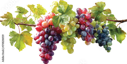 Red grapes fruit vine fresh grapes vineyard grape leaves healthy eating food  red grapes on vine
