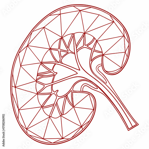 Geometric line art illustration of human kidney anatomy showing structure and medical design concept