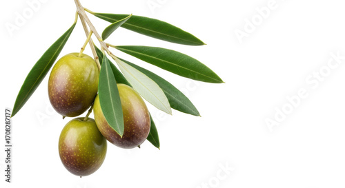 Isolated branch of olive tree with leaves and fruits on branch ready to harvest, natural product