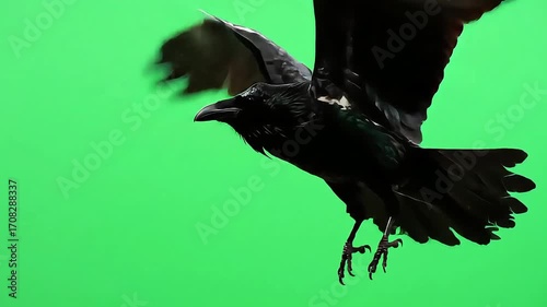 A crow soaring against a vibrant green background, wings spread in graceful flight