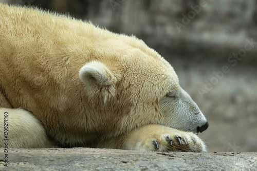 sleeping polar bear
