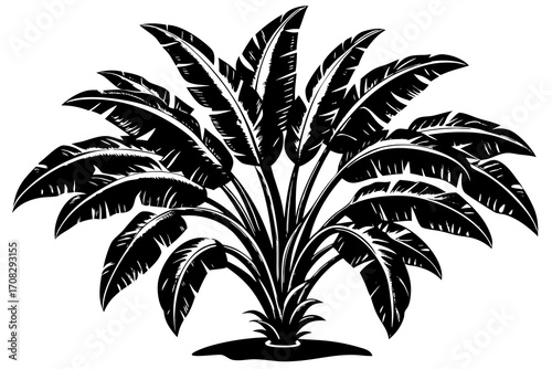 palm tree isolated on white