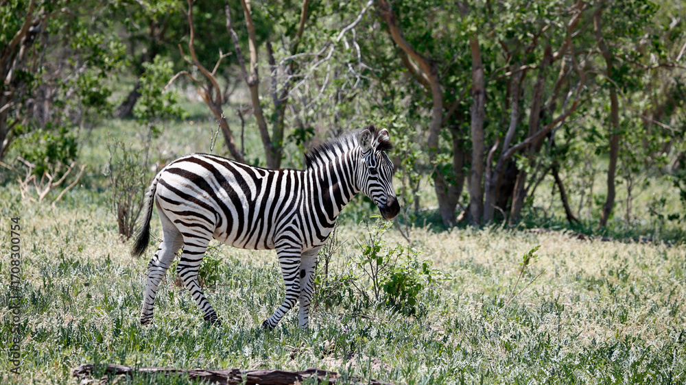 Obraz premium Zebra in theOkavango delta Botswana