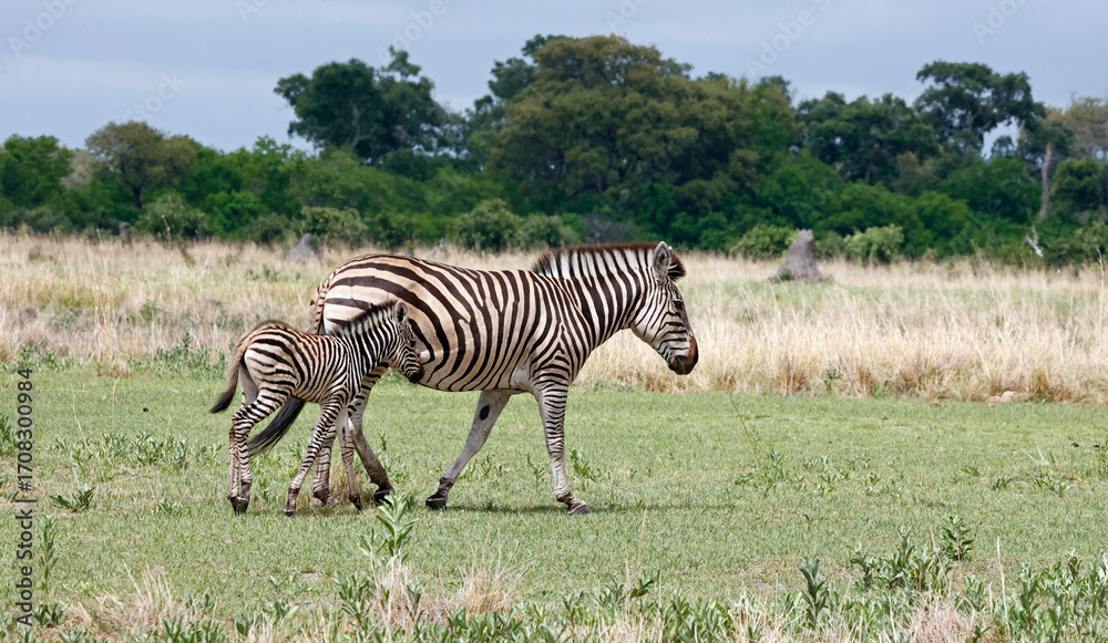 Obraz premium Zebra in theOkavango delta Botswana