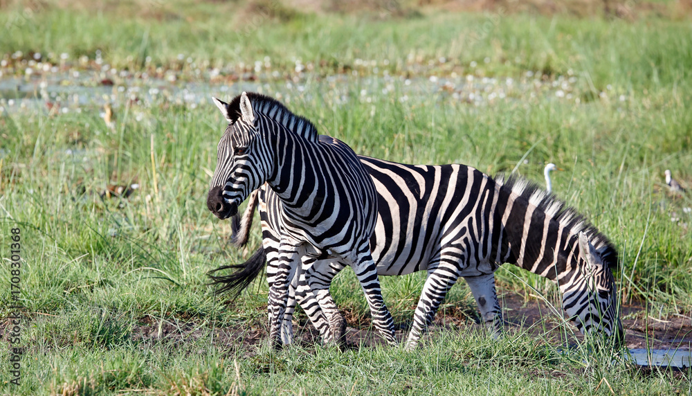 Fototapeta premium Zebra in theOkavango delta Botswana