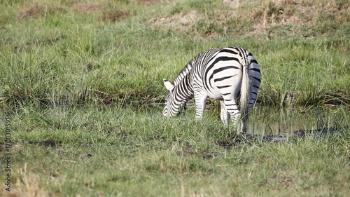 Zebra in theOkavango delta Botswana