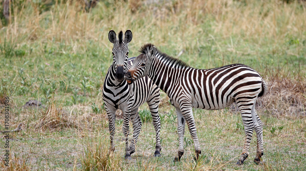 Obraz premium Zebra in theOkavango delta Botswana