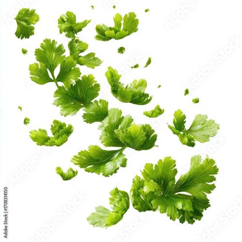 Fresh cilantro leaves, dispersed in mid-air, vibrant green, isolated on white background