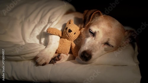 Lovely senior dog sleeping with eyes closed in white bed under blanket hugging cuddling small bear toy. Dark room black background. High Contrast image. video footage. Senior dog resting 