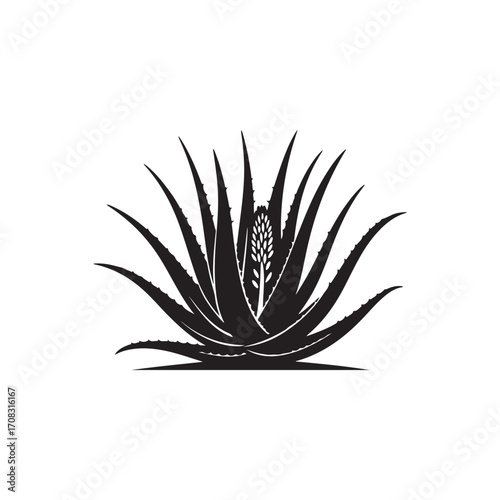 Aloe Vera Vector (3).eps