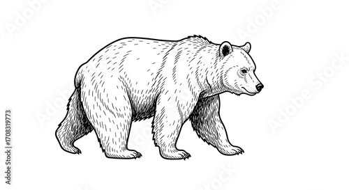 Majestic bear in black and white, a strong wildlife illustration