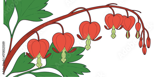 Branch of bleeding heart flowers with green leaves illustration. On a white background plant,  nature,  flora, botanical, bloom, blossom, heart-shaped, red, green, leaves, branch, delicate art. 