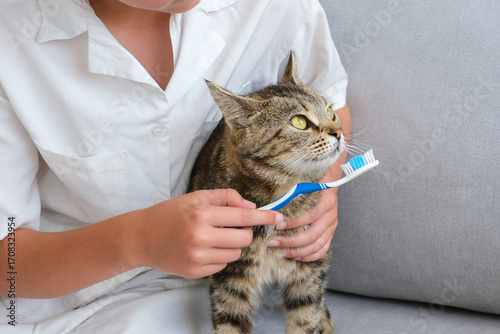 A woman brushes a cat's teeth with a toothbrush.