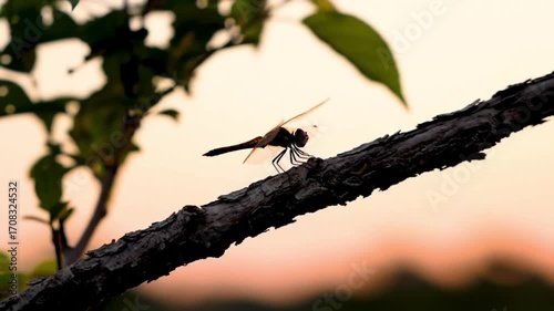 Dragonfly on Branch at Sunset