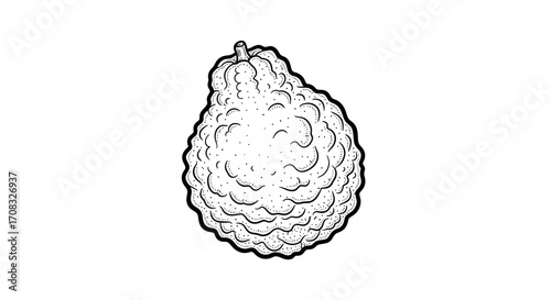 Kaffir Lime: Vintage Monochrome Illustration of a Unique Citrus Fruit