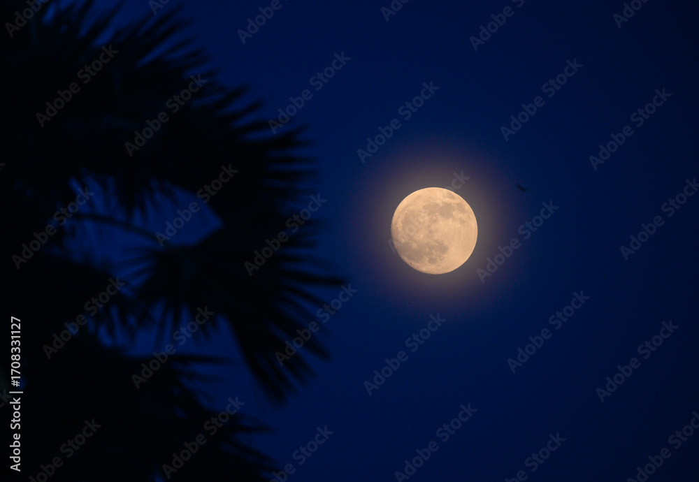 Fototapeta premium The moon rose over the Palmyra palm or wine palm, or ice apple (Borassus flabellifer) trees, the day before the lunar eclipse, and Corona is visible around the Waxing Gibbous Moon. Lunar corona, bat
