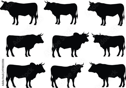 Cow silhouettes vector collection, farm animal illustrations, cattle livestock icons, agriculture design elements, black bull shapes, dairy farm graphic resources, editable clipart