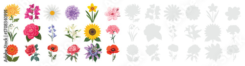 Beautiful botanical flower collection withdaisy, dahlia, daffodil, cherry blossom, carnation, passionflower, camellia, lily, rose, poppy, peony, zinnia and more blossoms for garden illustration design