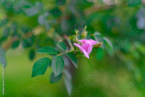 Pink flower bud and green leaves close-up.
