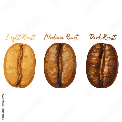 coffee bean roast in watercolor illustration style, isolated vector on white background