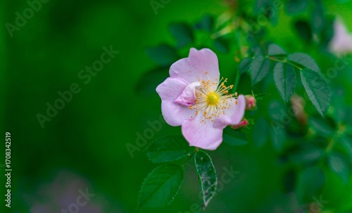 Delicate Pink Wild Rose in a Garden