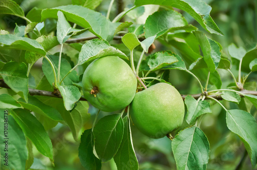 Green Apples Growing on a Branch